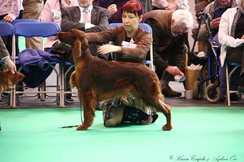 Crufts2011 639.jpg